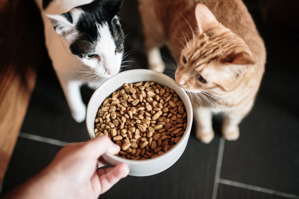 Jak dobrać karmę dla kota?
